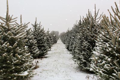 sugared spruce