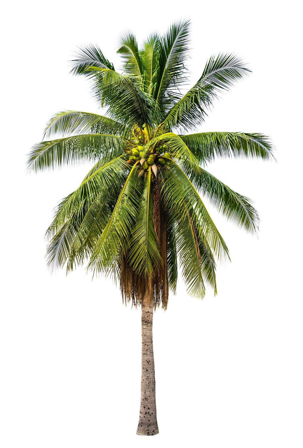 Bahamanamama 6 oz tin candle