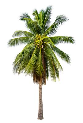 Bahamanamama 6 oz tin candle