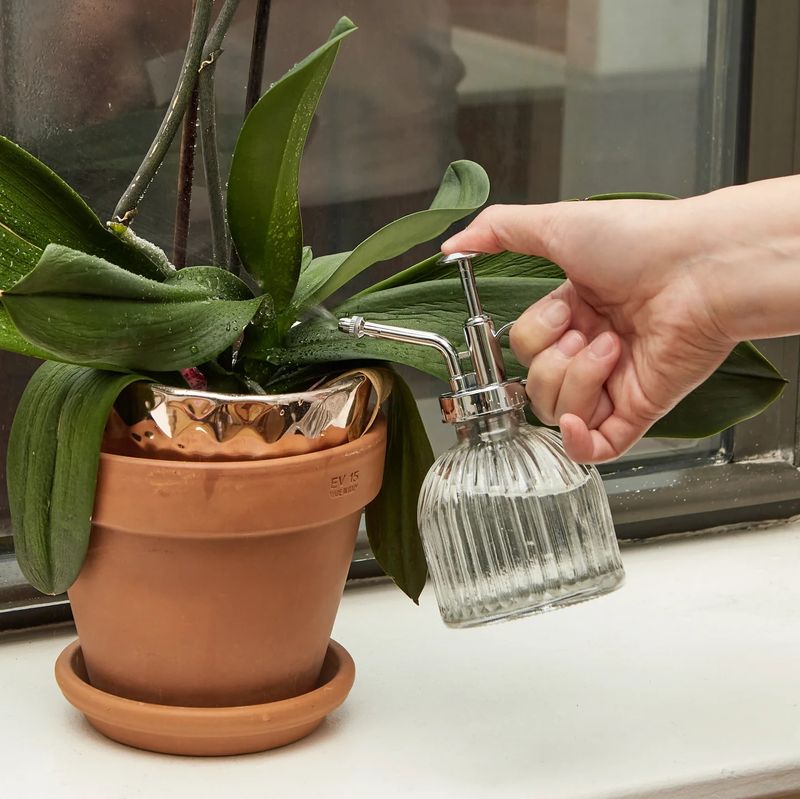 Clear Glass Plant Mister