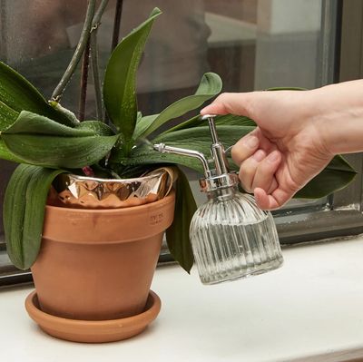 Clear Glass Plant Mister
