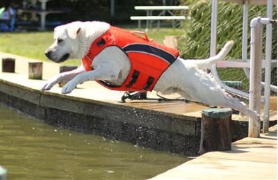 Bay dog Life Jackets XS, Color: Orange