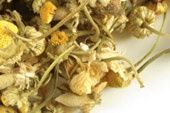 German Chamomile Flowers