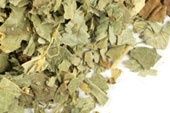 Lady&#39;s mantle herb