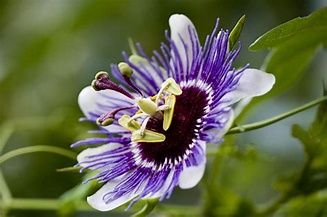Passion Flower
