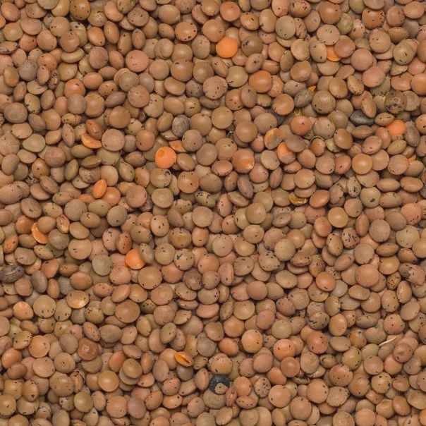 Organic Brown Lentils