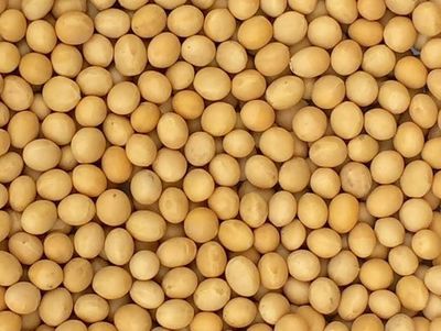 Organic Soy Beans