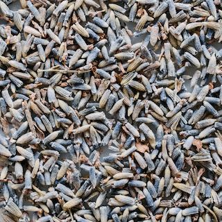Organic Lavender