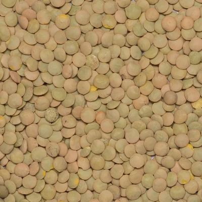Organic Green Lentils (Laird)