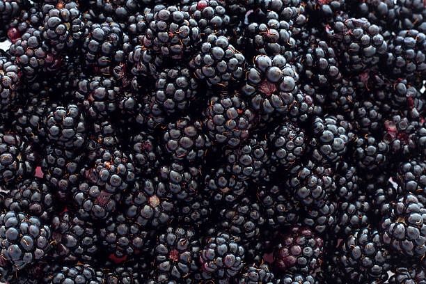 Organic Dried Blackberries