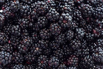 Organic Dried Blackberries