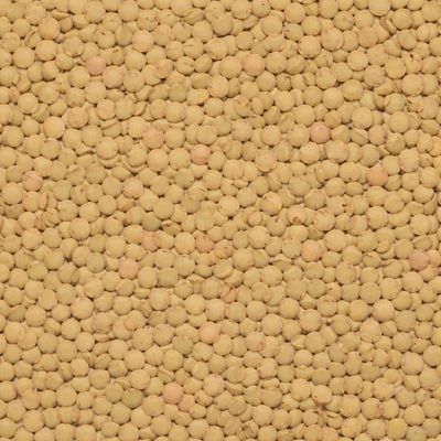 Organic Green Lentils (Du Puy)