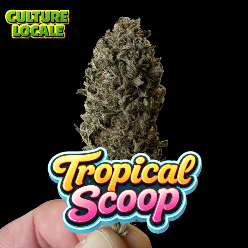 TROPICAL SCOOP