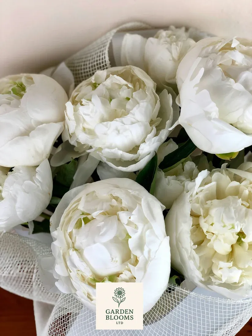 White Peonies
