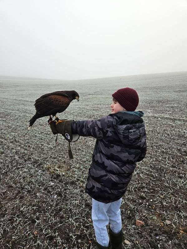 Grouped 1.5hr Hawk Walk