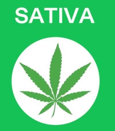 Sativa