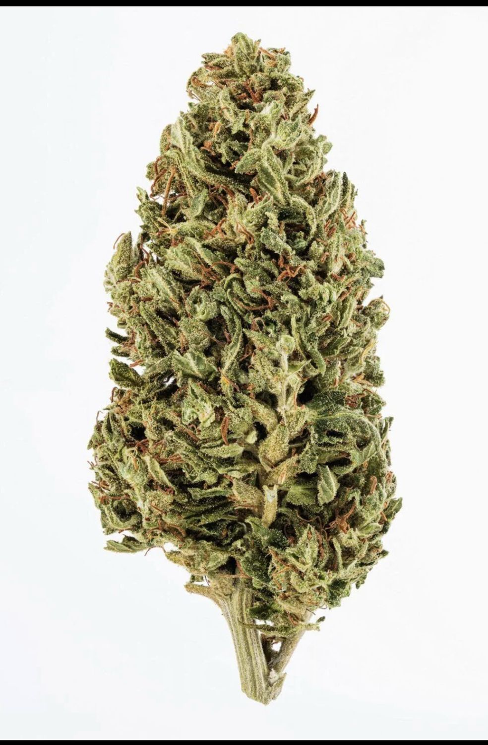 Jack Herer