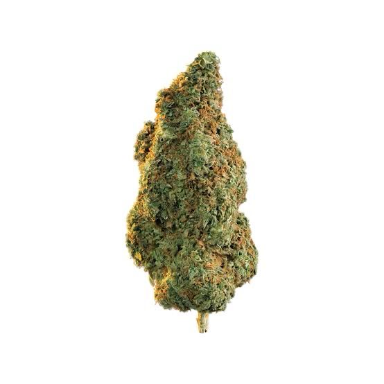 NORTHERN LIGHT