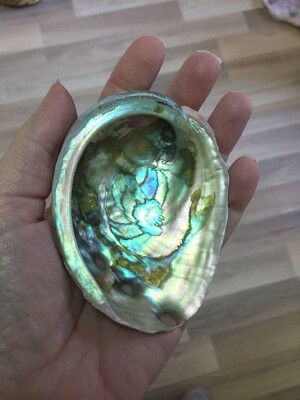 Abalone Shell (small)