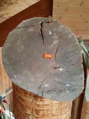 Esche, Rundholz, ausgeastet, entwipfelt, Lotnr: 1140
