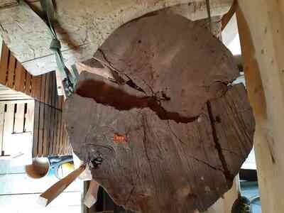 Esche, Rundholz, ausgeastet, entwipfelt, Lotnr: 1139