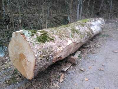 Ahorn, Rundholz, ausgeastet, entwipfelt, Lotnr: 1146