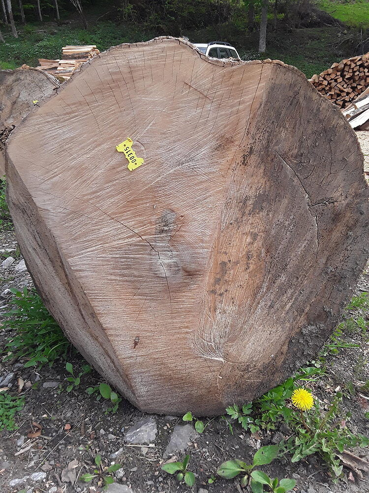 Ahorn, Rundholz, ausgeastet, entwipfelt, Lotnr: 1153