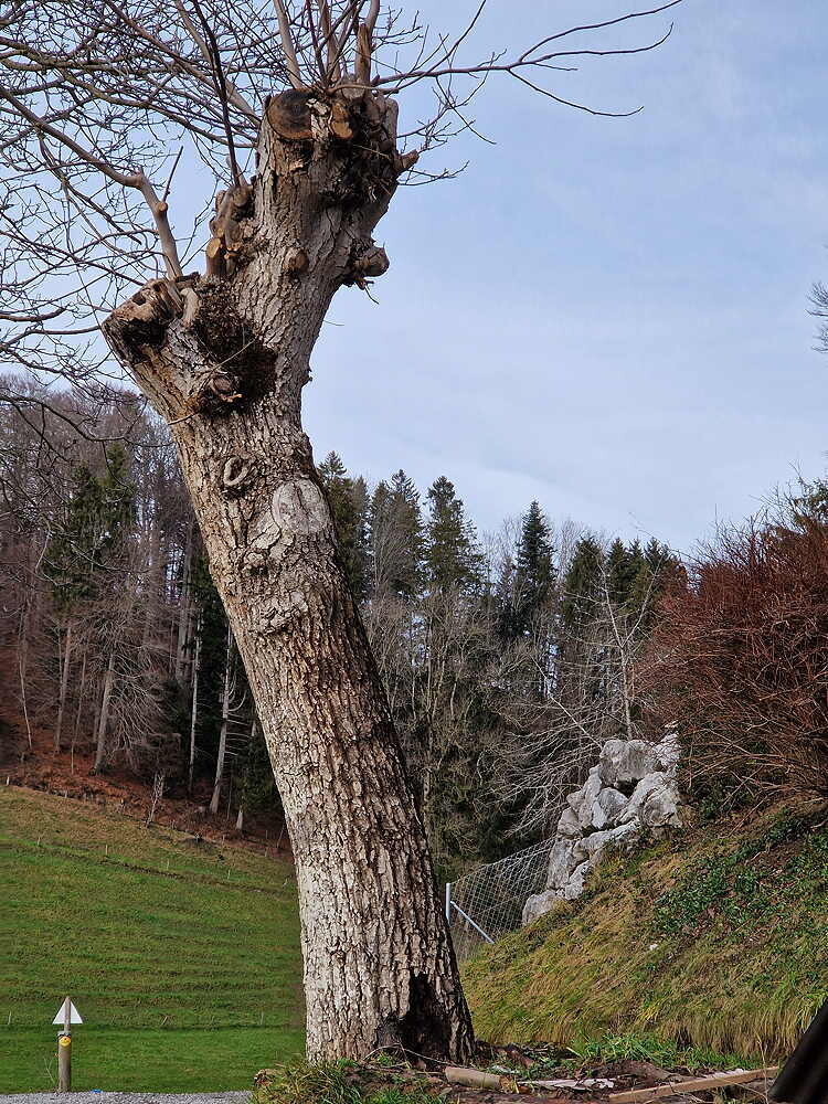 Nussbaum, Ungefällter Baum, Lotnr: 1158
