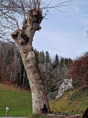 Nussbaum, Ungefällter Baum, Lotnr: 1158