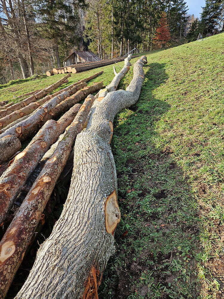Eiche, Rundholz, ausgeastet, entwipfelt, Lotnr: 1160