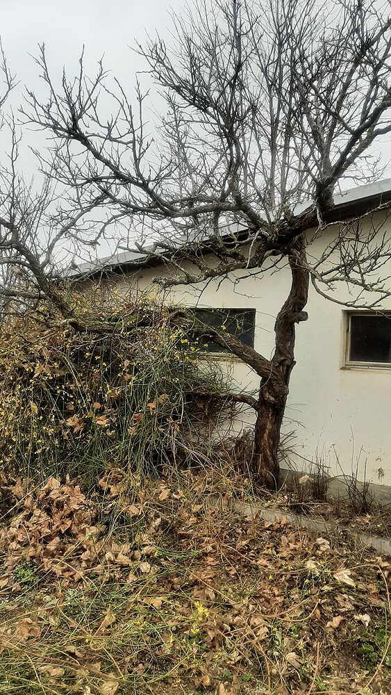 Aprikose, Ungefällter Baum, Lotnr: 1162