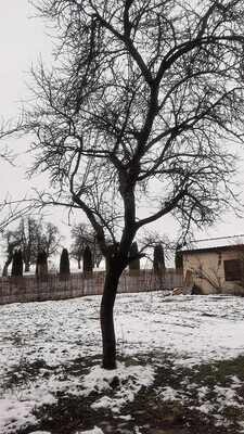 Zwetschgenbaum, Ungefällter Baum, Lotnr: 1163