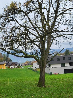 Birnbaum, Diverses Wurzelstock, Lotnr: 1174