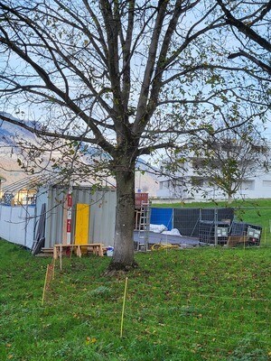 Nussbaum, Diverses Wurzelstock, Lotnr: 1171