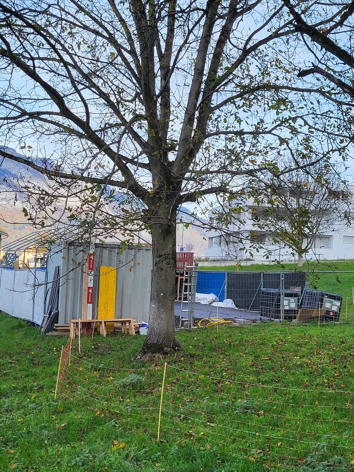 Nussbaum, Rundholz, ausgeastet, entwipfelt, Lotnr: 1170