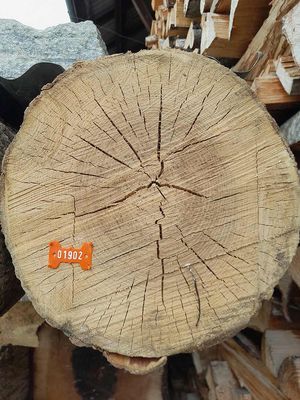 Esche, Rundholz, ausgeastet, entwipfelt, Lotnr: 1181