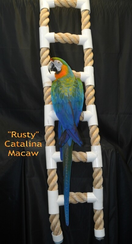 Centurion Rope ladder 2"