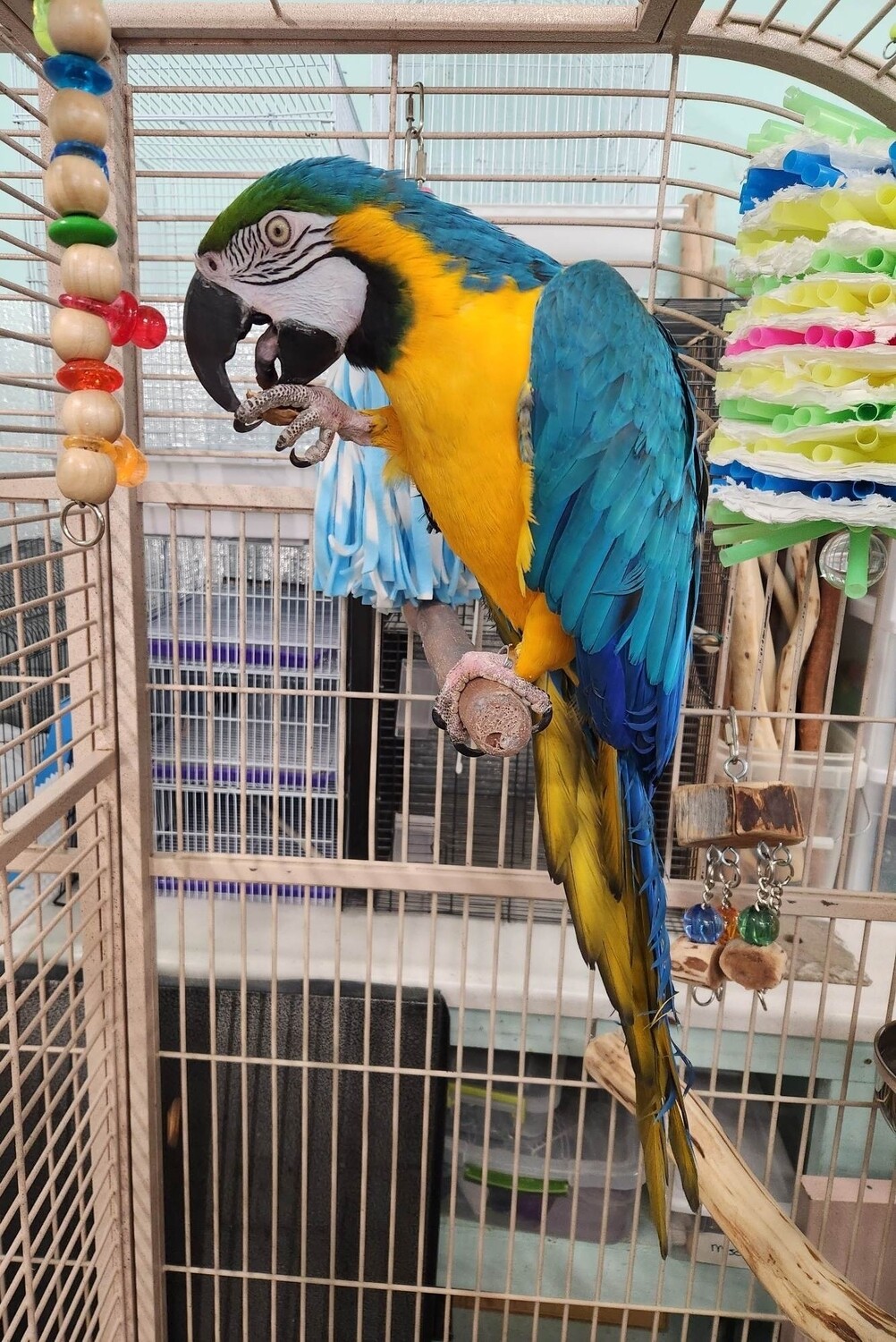 A DONATION FOR CAGES