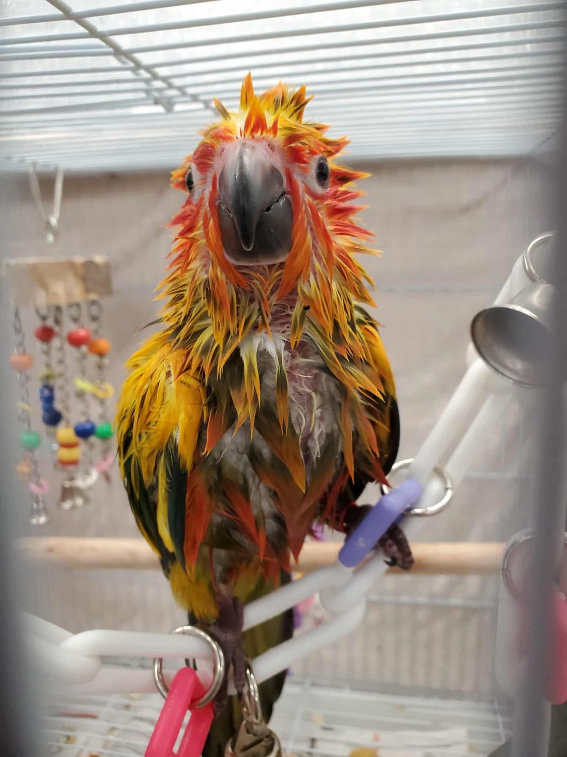 🌞 Sun Conure