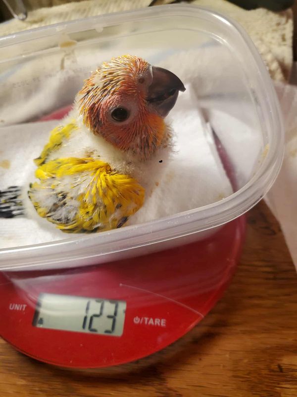🌞 Sun Conure