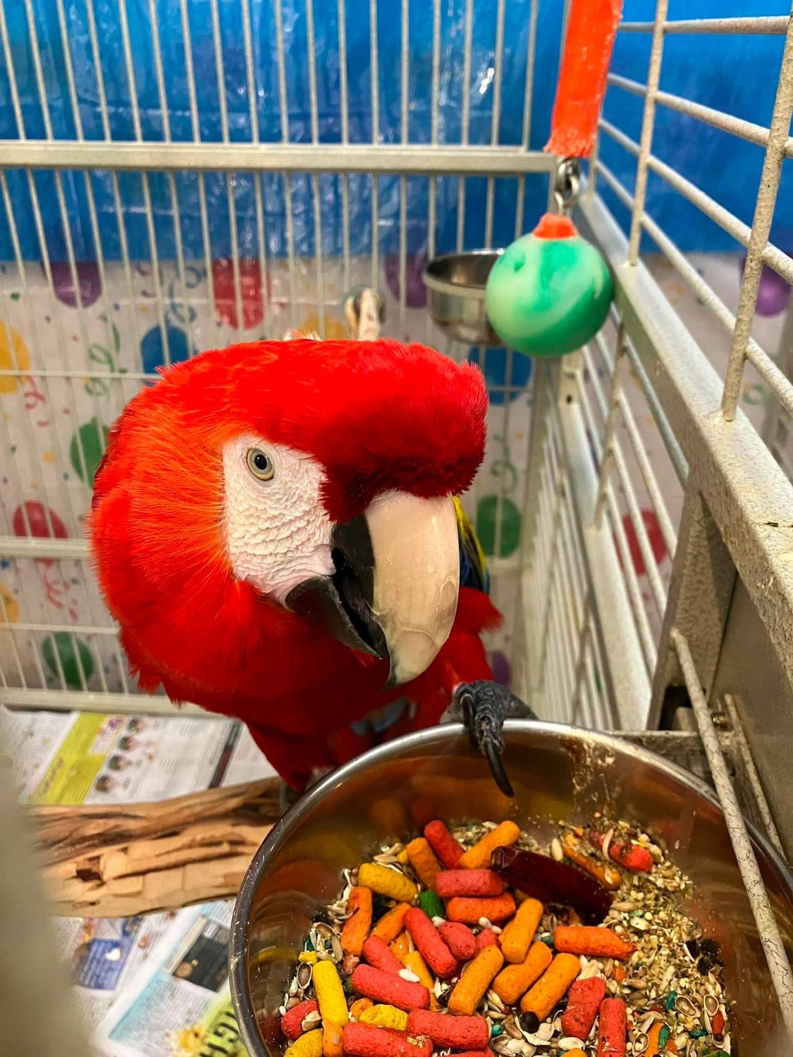 Salsa