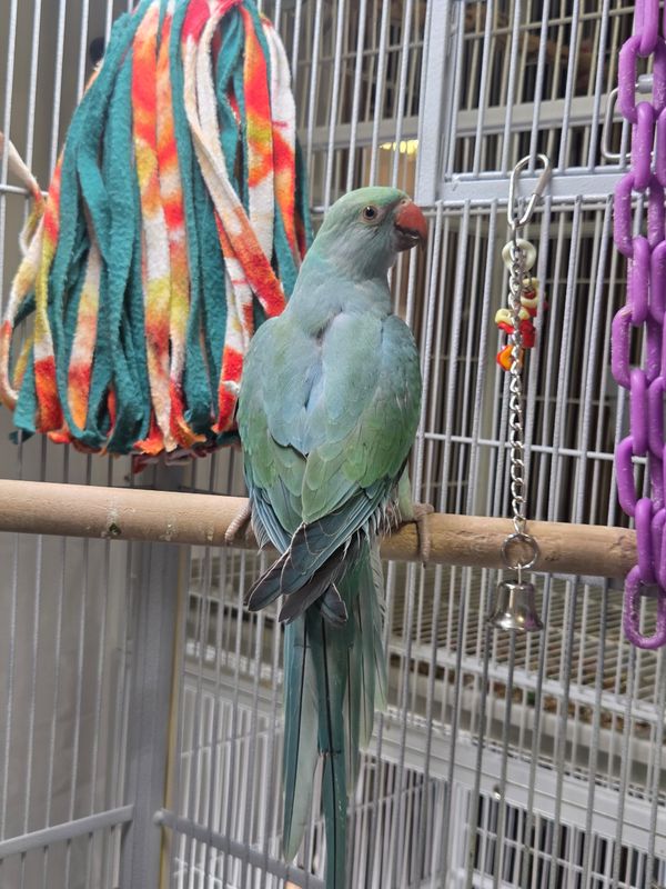 Indian Ringnecks