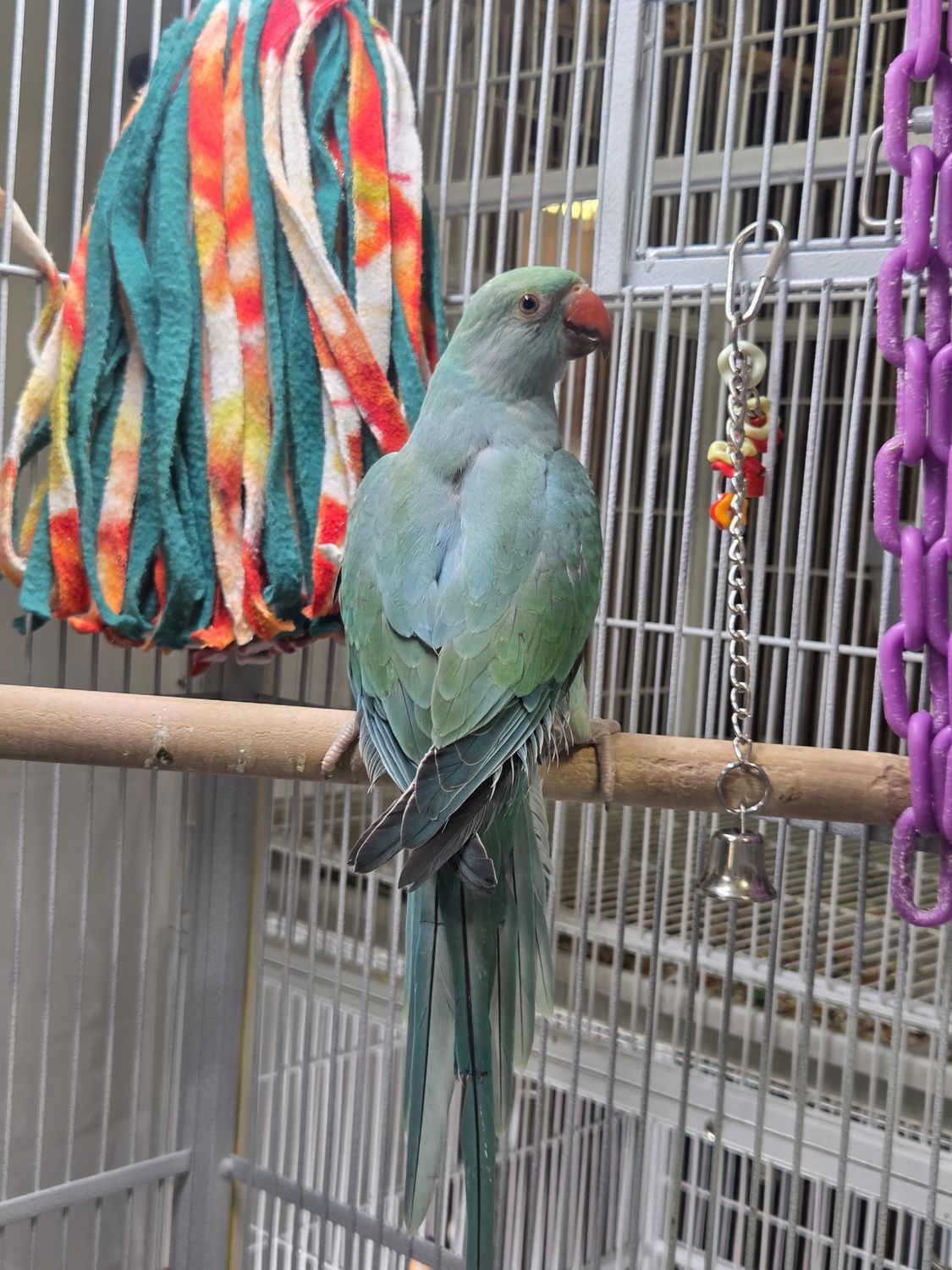 Indian Ringnecks