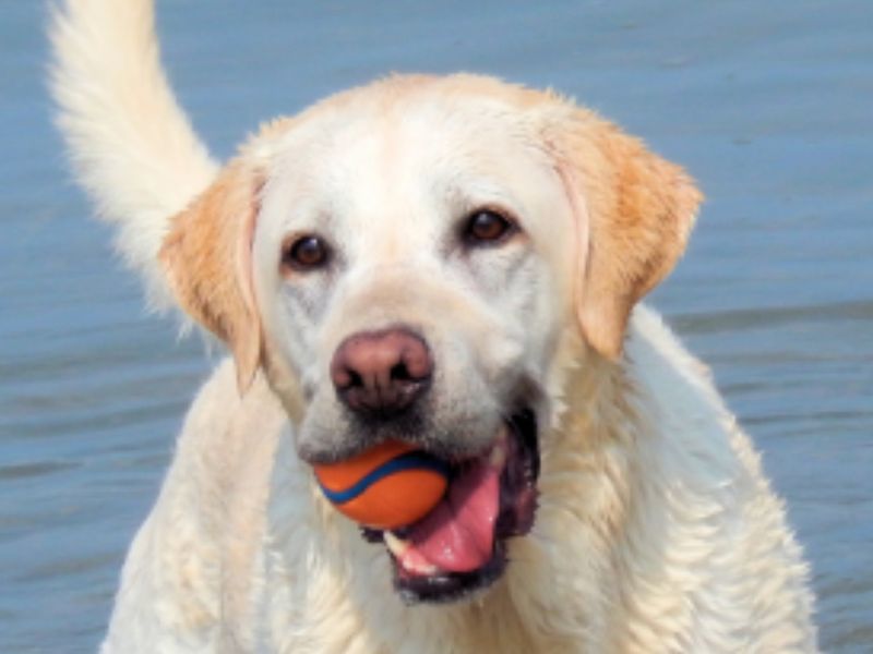 HONDEN