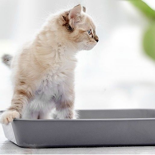 KATTEN