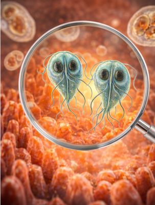 Giardia bij honden en katten