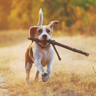 Weerstand opbouwen - belangrijker dan ooit