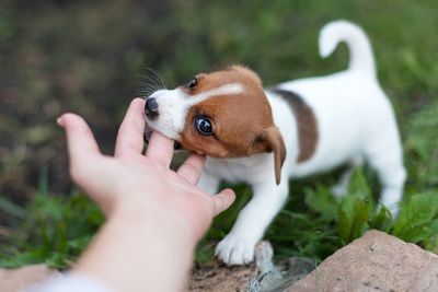 Hoe leer je puppy happen af?