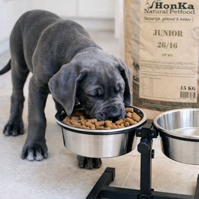 Hond met HonKa koudgeperste hondenvoeding
