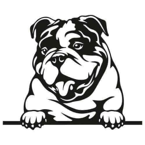 Pet designs